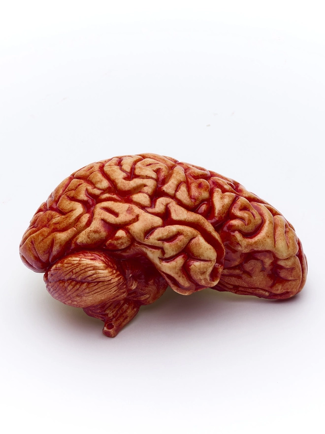 Realistic edible chocolate human brain on white background