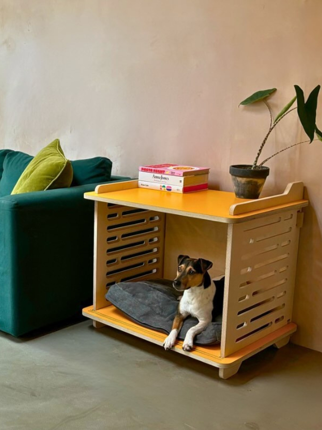 parsons terrier inside wooden yellow dog crate