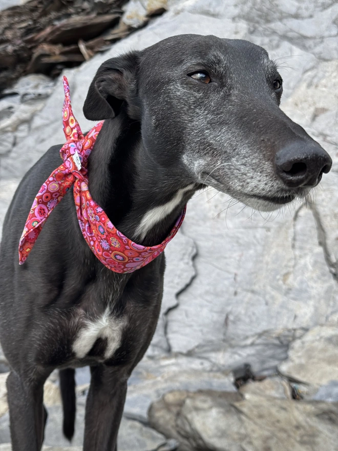 Raspberry Ripple Rock Candy Dog Bandana