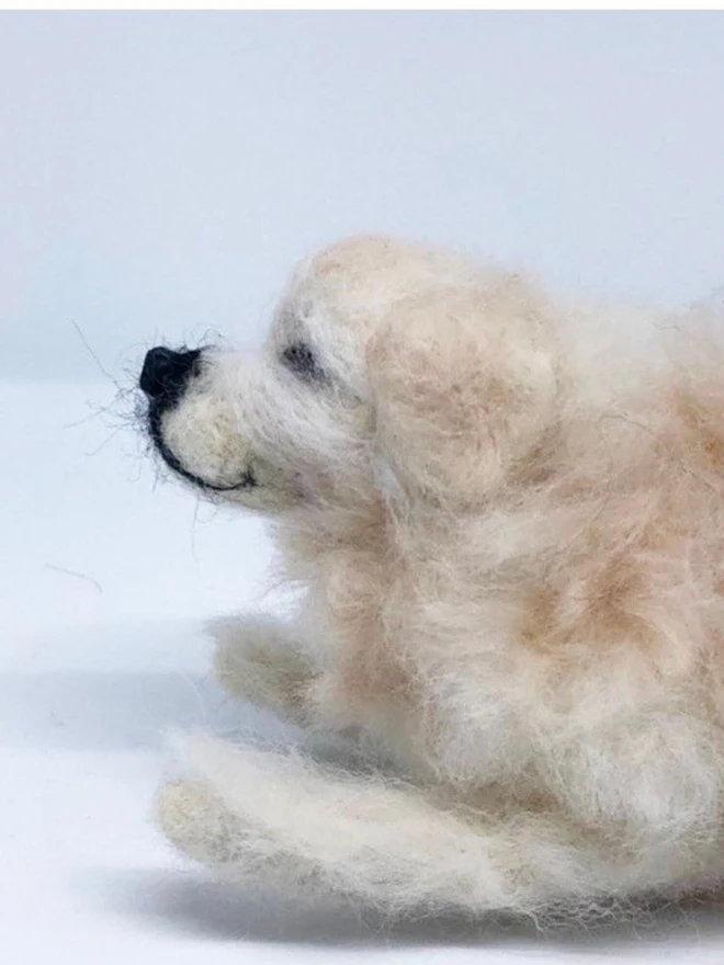 merino wool golden retriever portrait