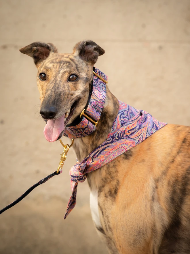 Paisley Paradise Dog Bandana 