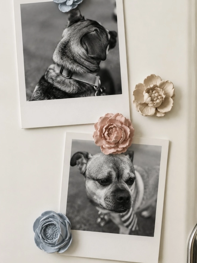 Flower Magnets