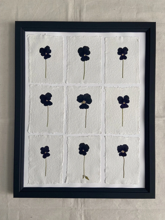 black pansy flowers pressed and framed in black hand painted frame