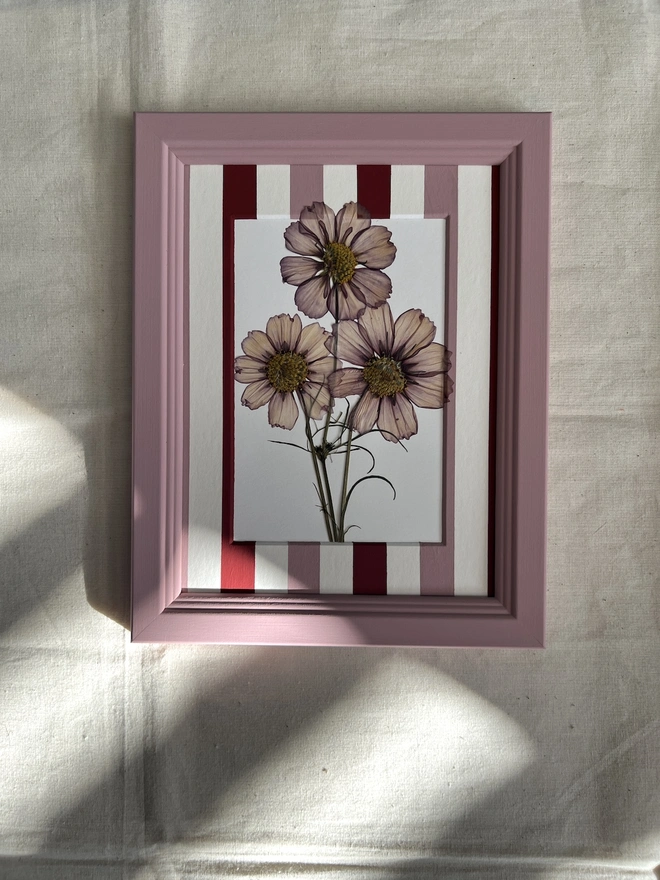 pressed cosmos flowers in pink painted frame