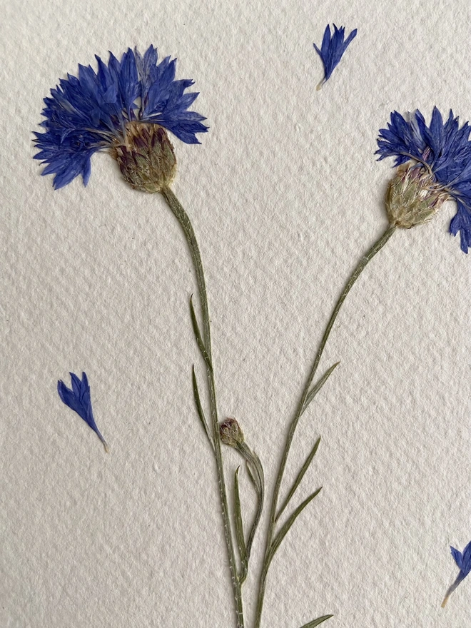 close up of two pressed cornflowers