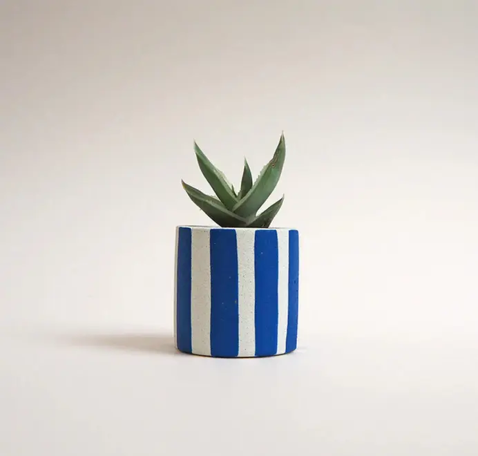 Mini Stripy Plant Pot. Succulents in a white ceramic pot with vertical coloured stripes set against a plain light background.