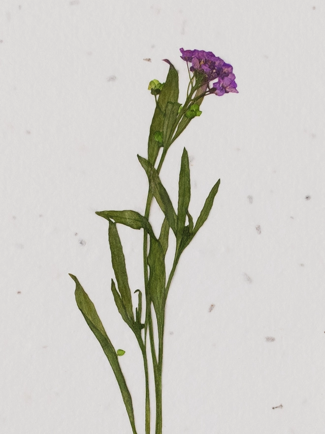 Real Pressed Flower Card, Purple
