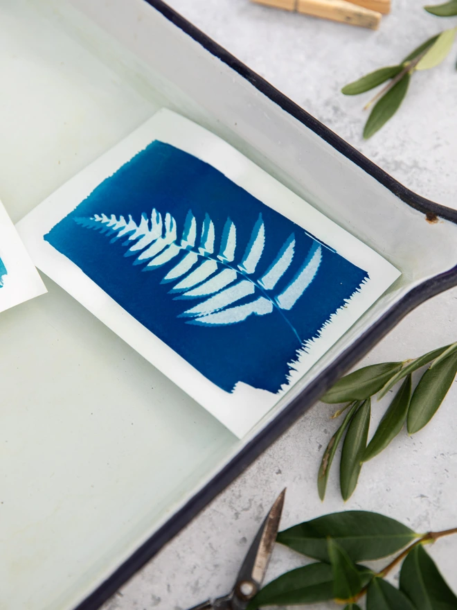 fern cyanotype print washing in water