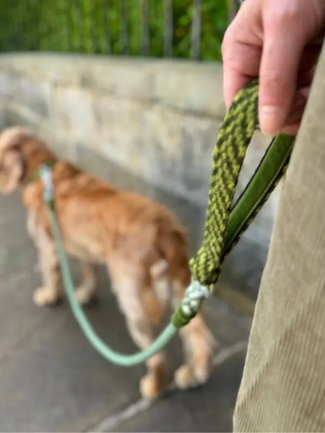 green rope lead handle being held in hand with cocker spaniel in background