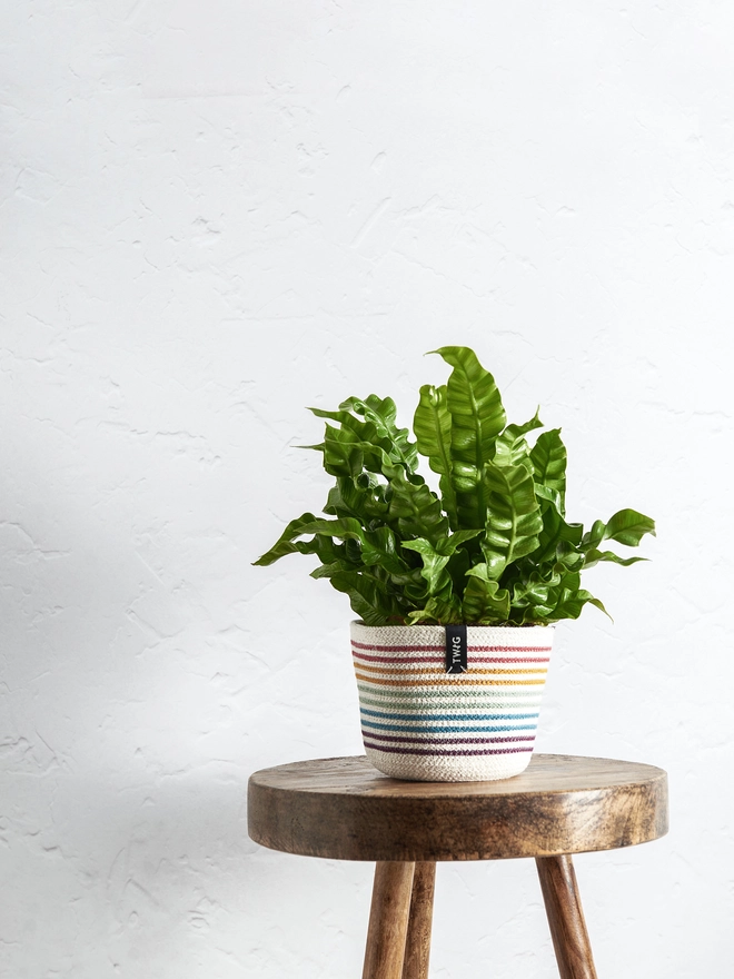 Small Rainbow Striped Cotton Plant Pot