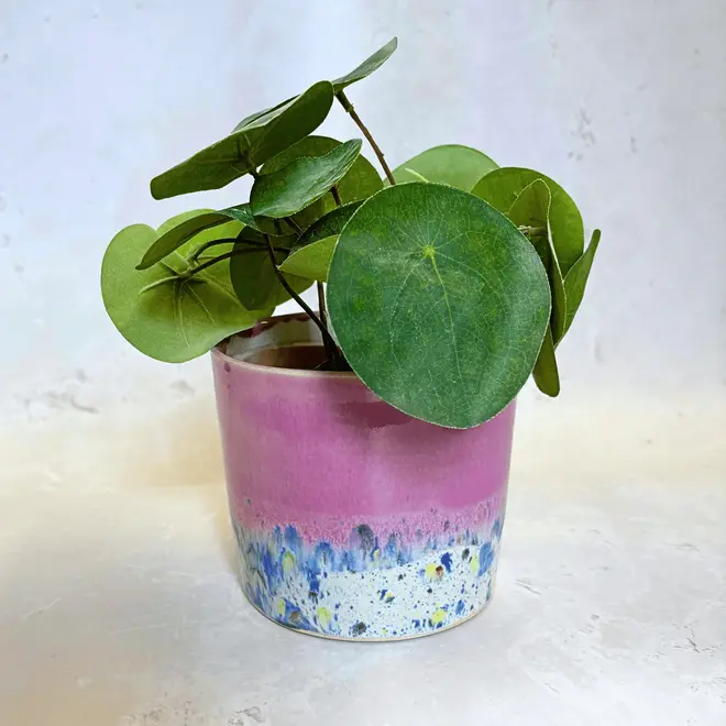 Shoreline Large Pot, a colourful pot placed on a stone surface. It is accompanied by a plant. 