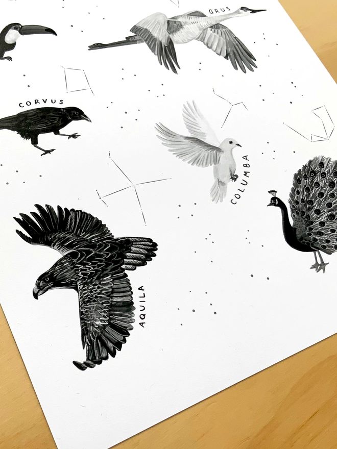 a print with a white background featuring a selection of black and white birds who appear in constellations, alongside the star constellation image