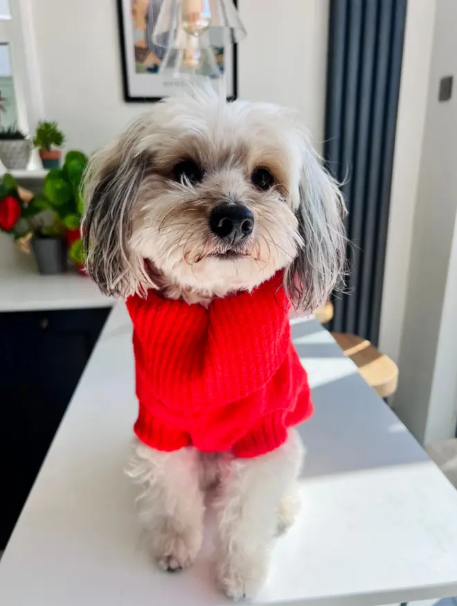 lava orange dog jumper