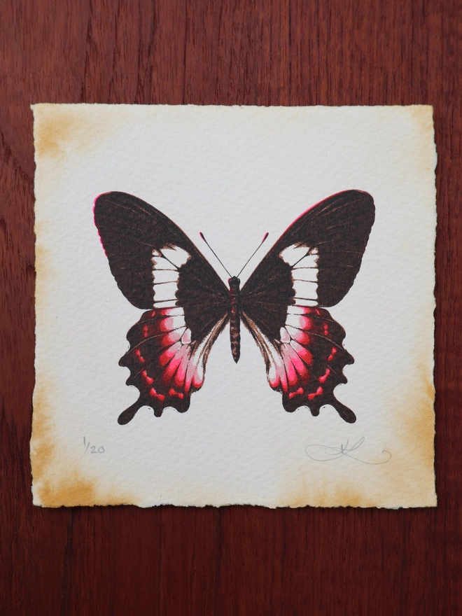 Limited Edition screenprint art of a Fluminense swallowtail butterfly by emerging artist Kath Leone