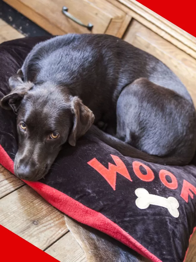 Woof Dog Bed in Chocolate Brown