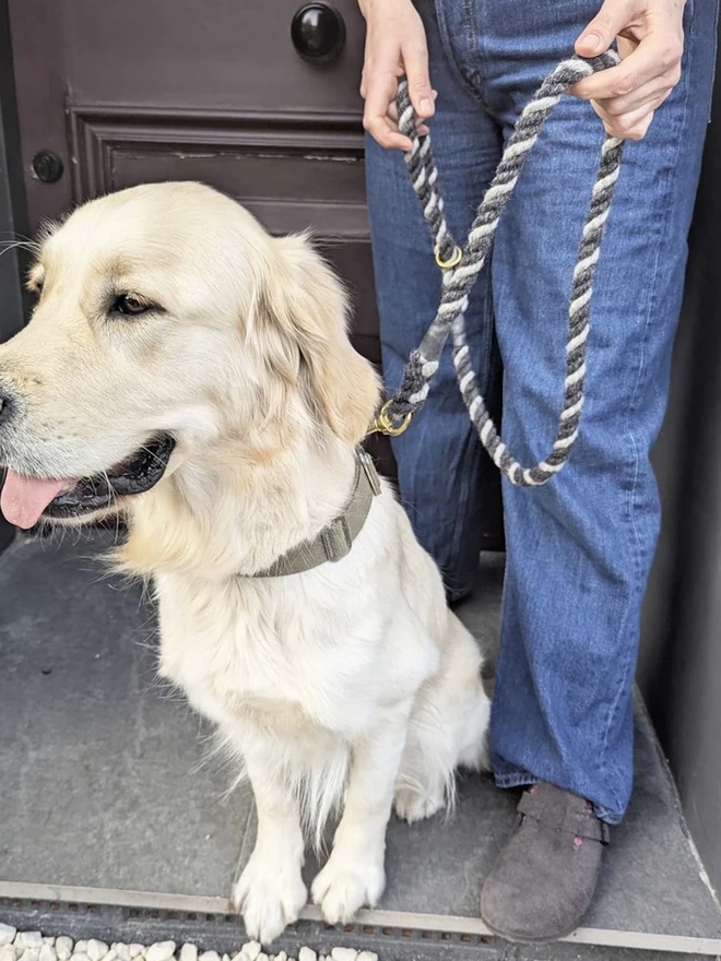 Wool Twist Dog Lead, a dog wearing a colourful lead sitting by a door. 