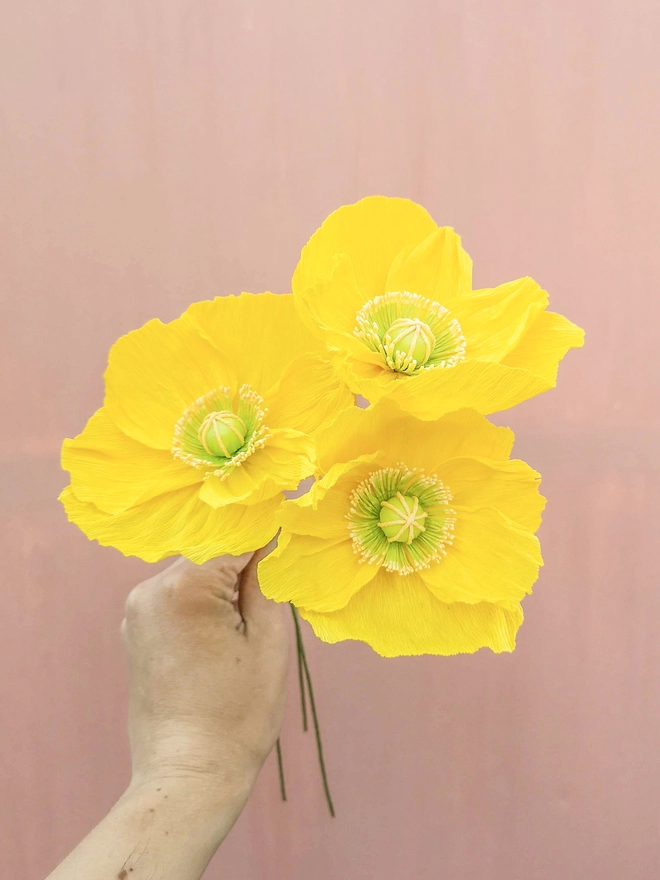 Three yellow Icelandic paper poppies