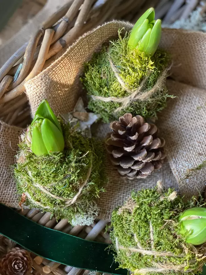 Three individual Hyacinth Kokedama bulbs wrapped in moss and soil,  string attached to hang in any location, sits in a small wicker basket with a pine cone, a dark green velvet ribbon one cm wide hangs across the basket, together with a thicker band of hessian looking material drapes over the basket, dried moss and a wooden bark star can also be seen.