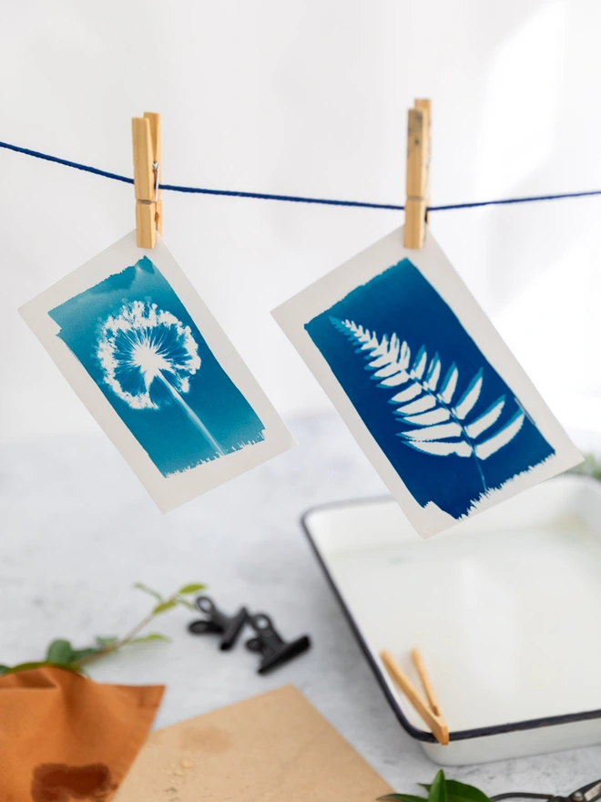 cyanotype prints drying on a line, hung with pegs