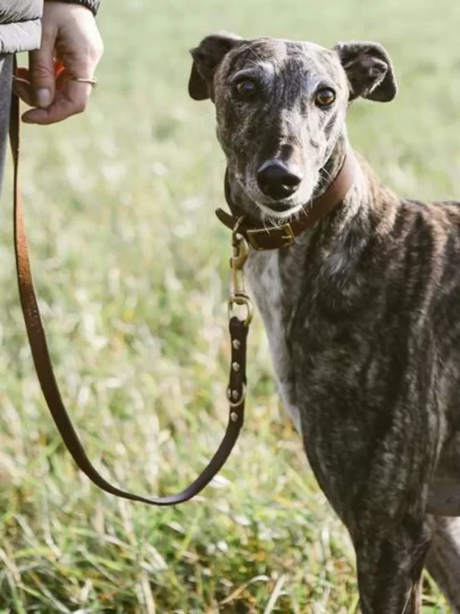 Hound Leather Dog Collar - Brown