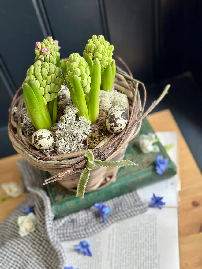 Easter Rattan Flower Pot of Flowering Hyacinths