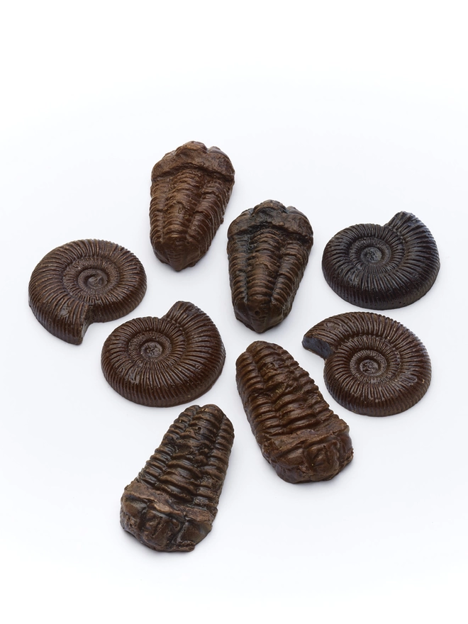 Selection of realistic edible chocolate fossils on white background