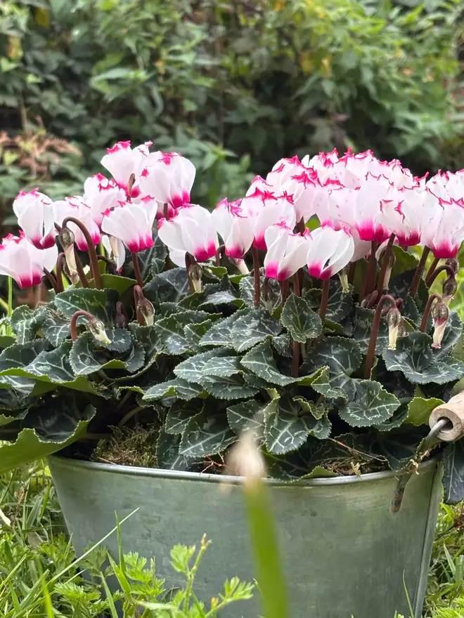 Fresh Cyclamen In Zinc Potted Planter close up