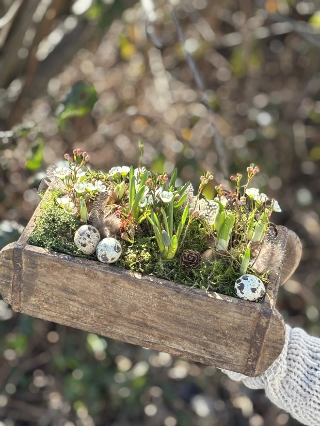 WOODEN BRICK PLANTER WITH SPRING BULB HELD BY HAND