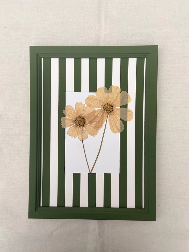 Framed cream cosmos flowers in hand painted stripe mount