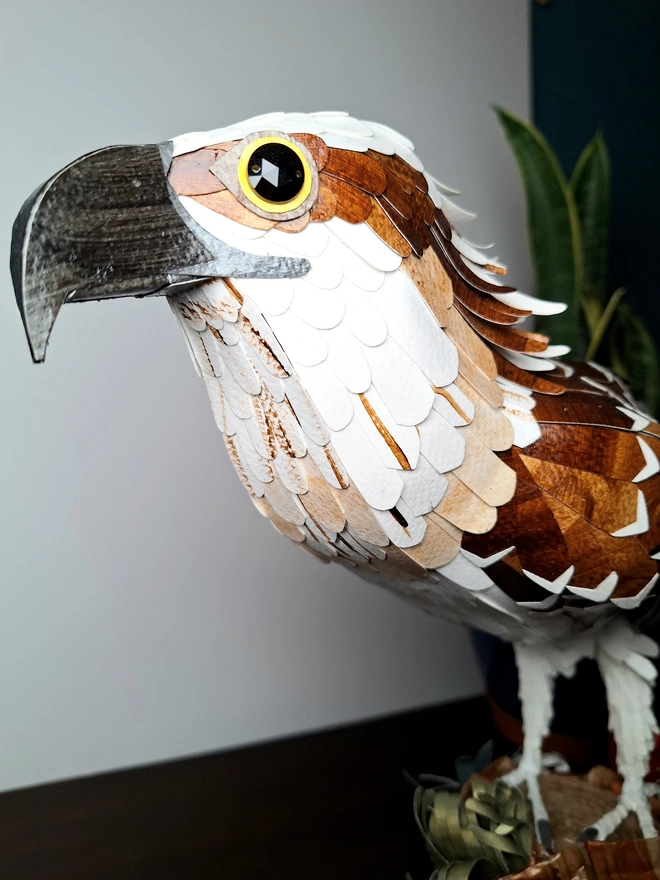 Close up of the osprey head