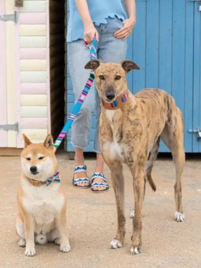 Blue hands free dog lead used to walk 2 dogs