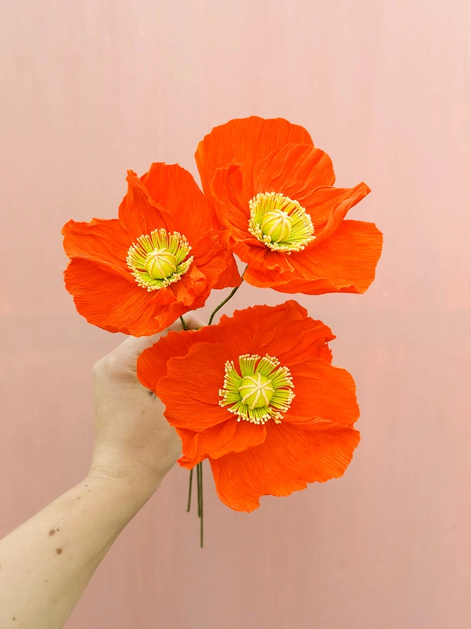 Three orange Icelandic paper poppies