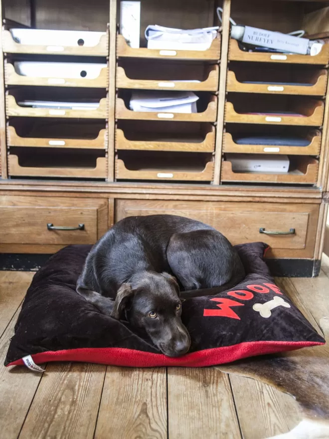 Cora The Lab Asleep On Her Dog Bed