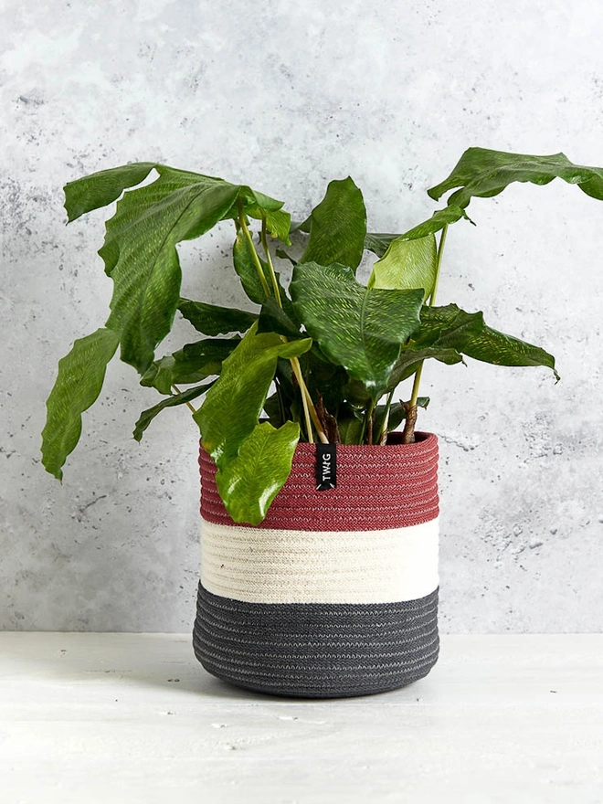 Large Striped Cotton Plant Pot