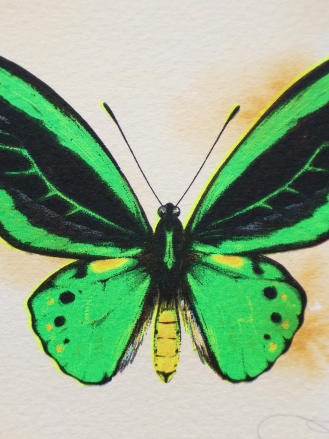 Limited Edition screenprint artwork of a Green Birdwing Butterfly by artist Kath Leone London