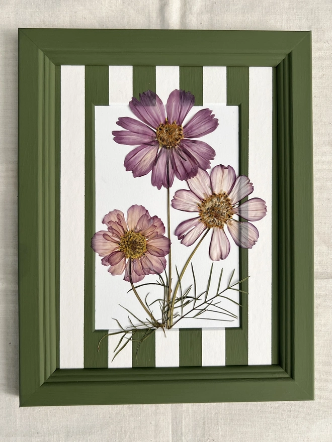 pressed cosmos flowers in hand painted green frame and painted stripe mount