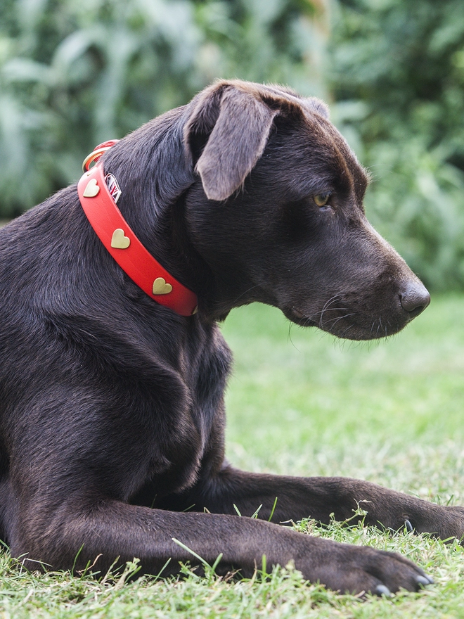 Red Leather Dog Collar With Brass Hearts On Chocolate Lab - Size 4
