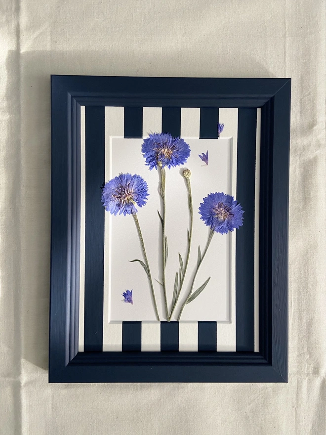 Pressed blue cornflowers in painted stripe mount and painted frame