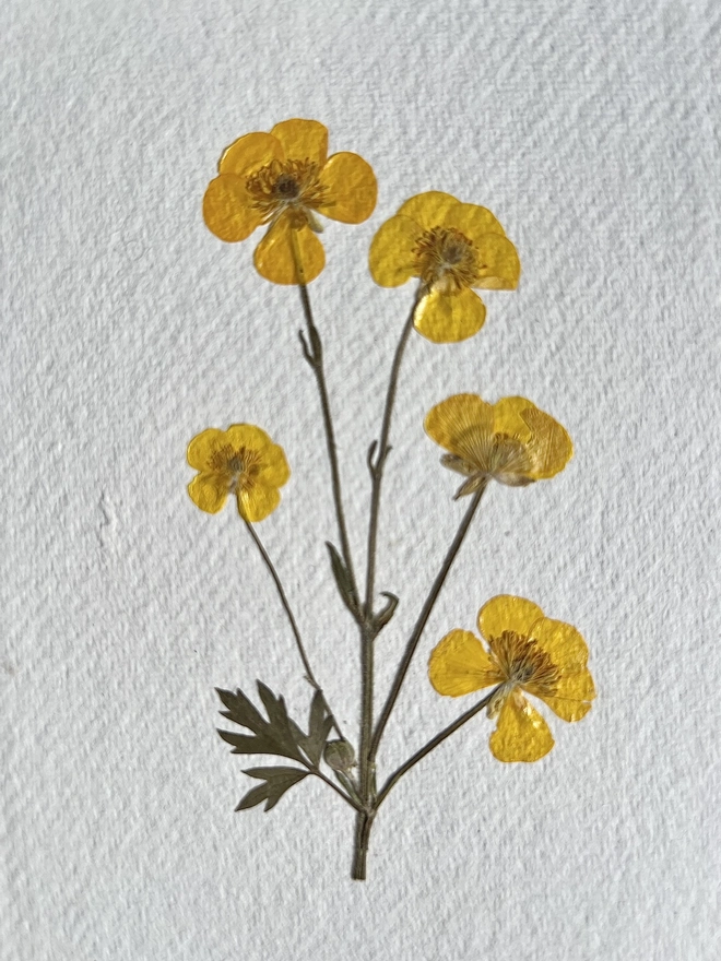 close up of pressed buttercup flowers