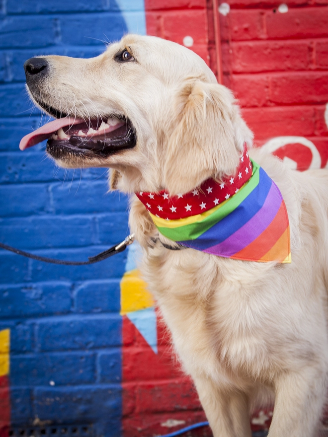 Tie On Pride Rainbow and Red and White Star Print Double Sided Dog Bandana