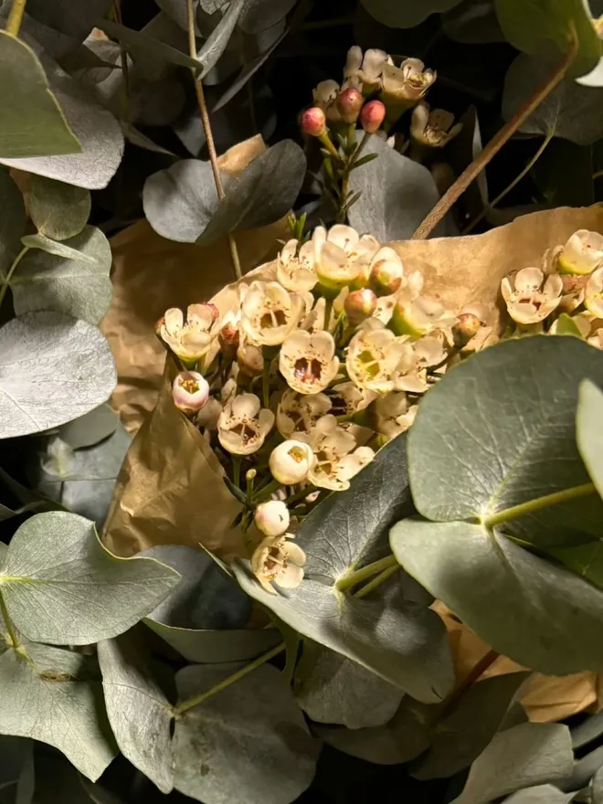 Fresh White Wax Flowers mixed with blue eucalyptus stems