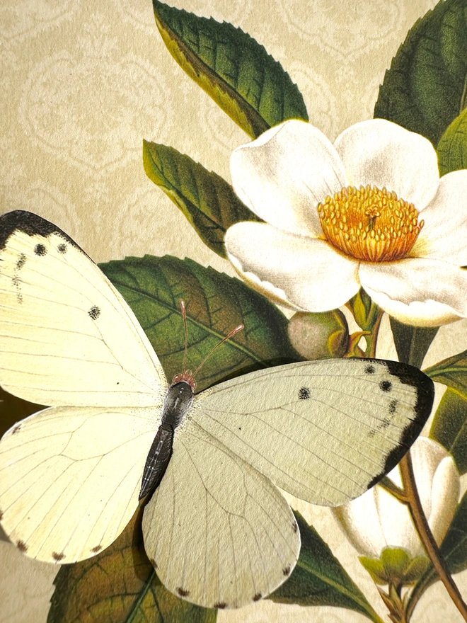 A close up photo of the 3D paper butterfly. The wings are left unfixed so they can be gently folded outwards once the card is opened creating a pretty 3D effect.