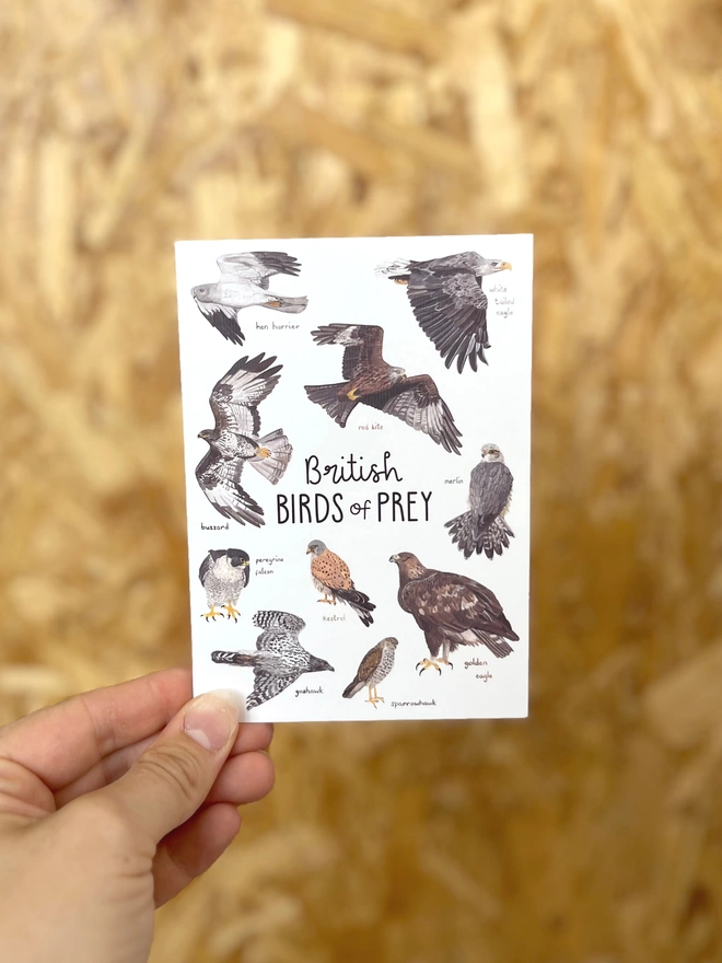 a greetings card featuring birds of prey found in britain and the words “British Birds of Prey”