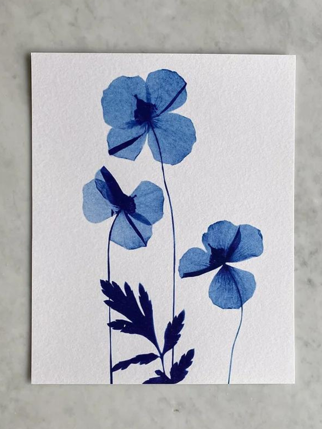 Poppies Botanical X-Ray Print by Marita Wai 