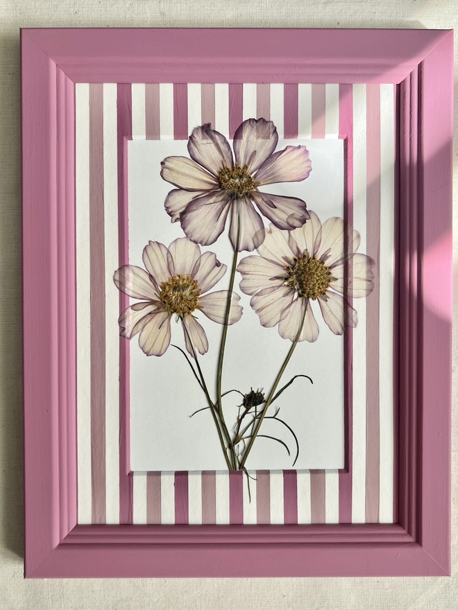 pressed cosmos flowers in hand painted pink frame