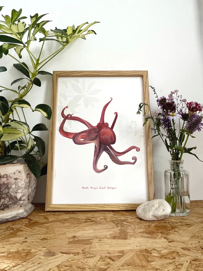 Illustration print of a North Pacific Giant Octopus in a frame next to a plant and some flowers