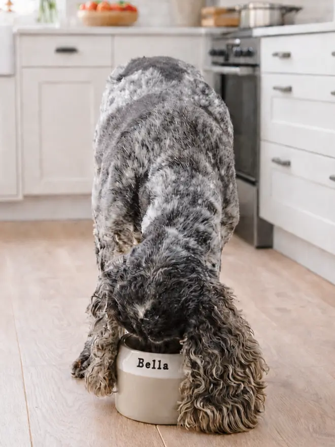 A blue roan cocker spaniel eating from a handmade spaniel bowl with its ears hanging outside the bowl