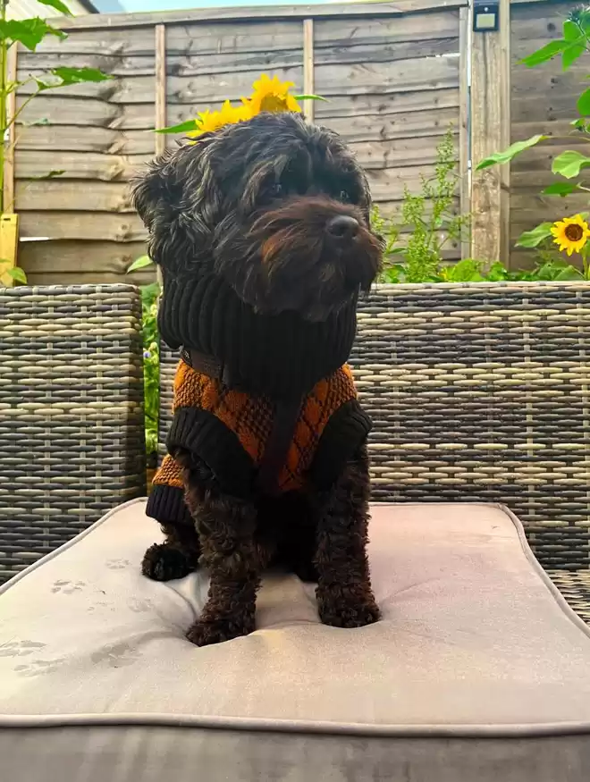 black and brown jumper on a small black dog 