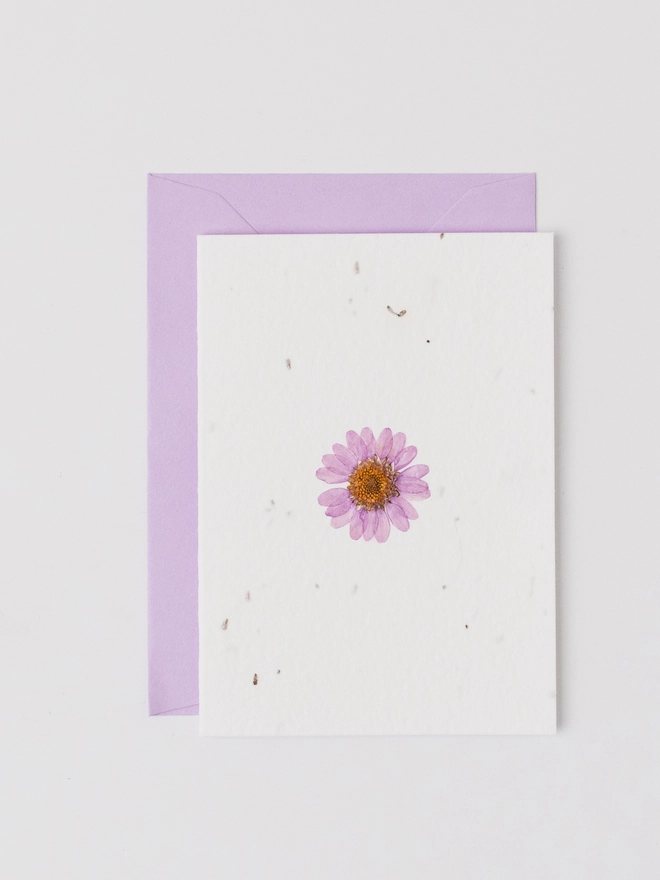 Real Pressed Flower Notecard, Purple Daisy