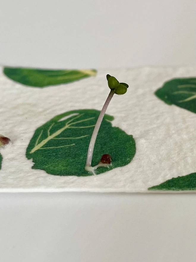 Brussel Sprout Plantable Gift Tag growing sprout seedlings